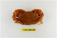 藏品(拉氏清溪蟹)的圖片